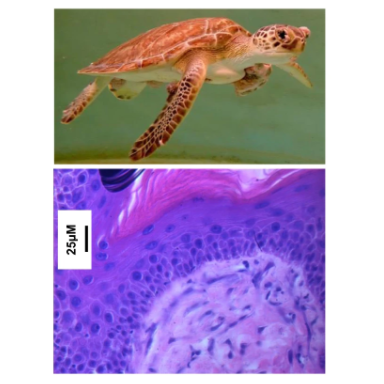 Sea Turtle Hospital Staff and Whitney Faculty and Students Publish Paper in Communications Biology