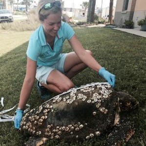 Sea Turtle Hospital in Daytona News Journal