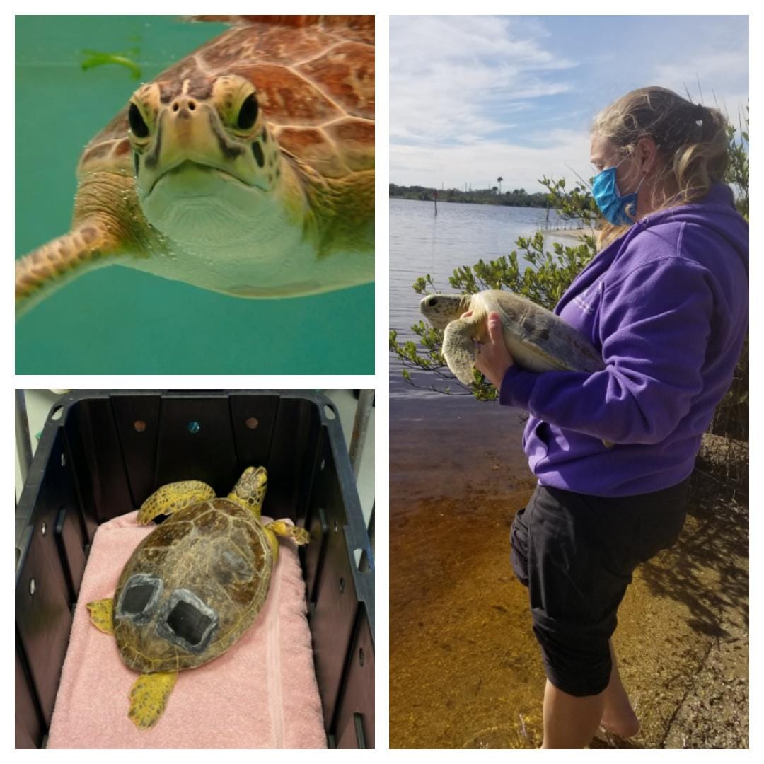 Sea Turtle Edward Scissorhands Released Dec. 3