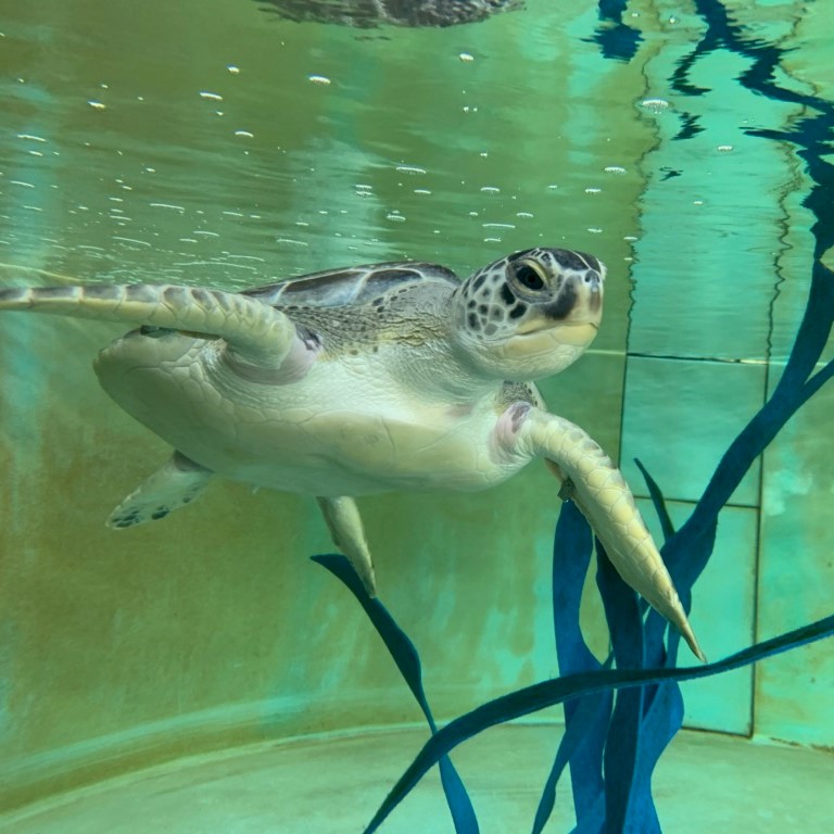Sea Turtle Eugenie Clark Released Aug. 20