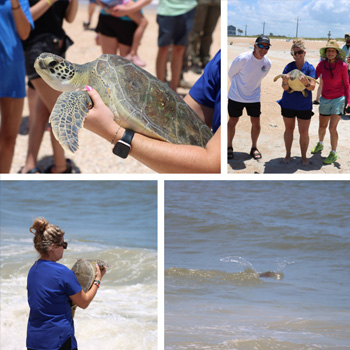Sea Turtle Hospital Patient Fort George Released