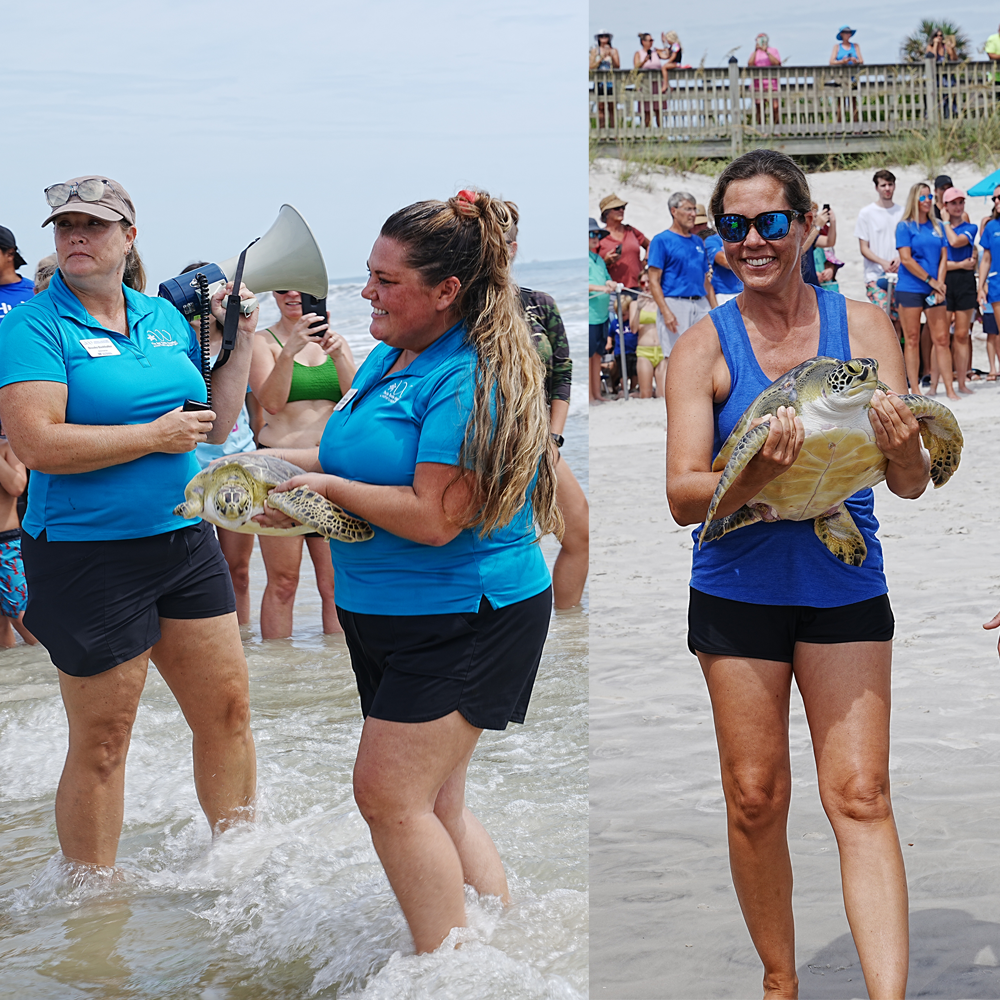 Sea Turtles Artichoke and Granny Smith Released July 14