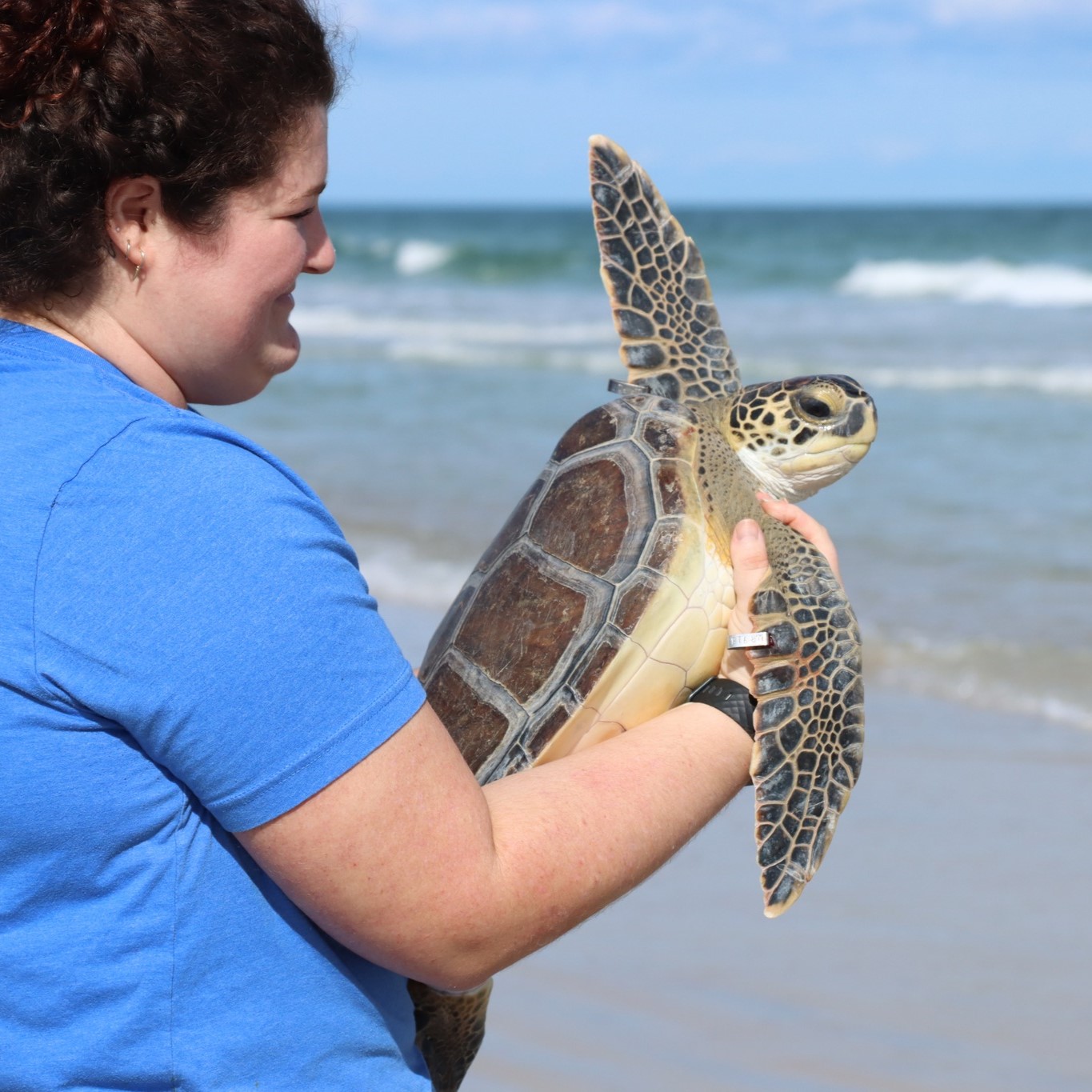 Woman releasing sea turtle into the ocean