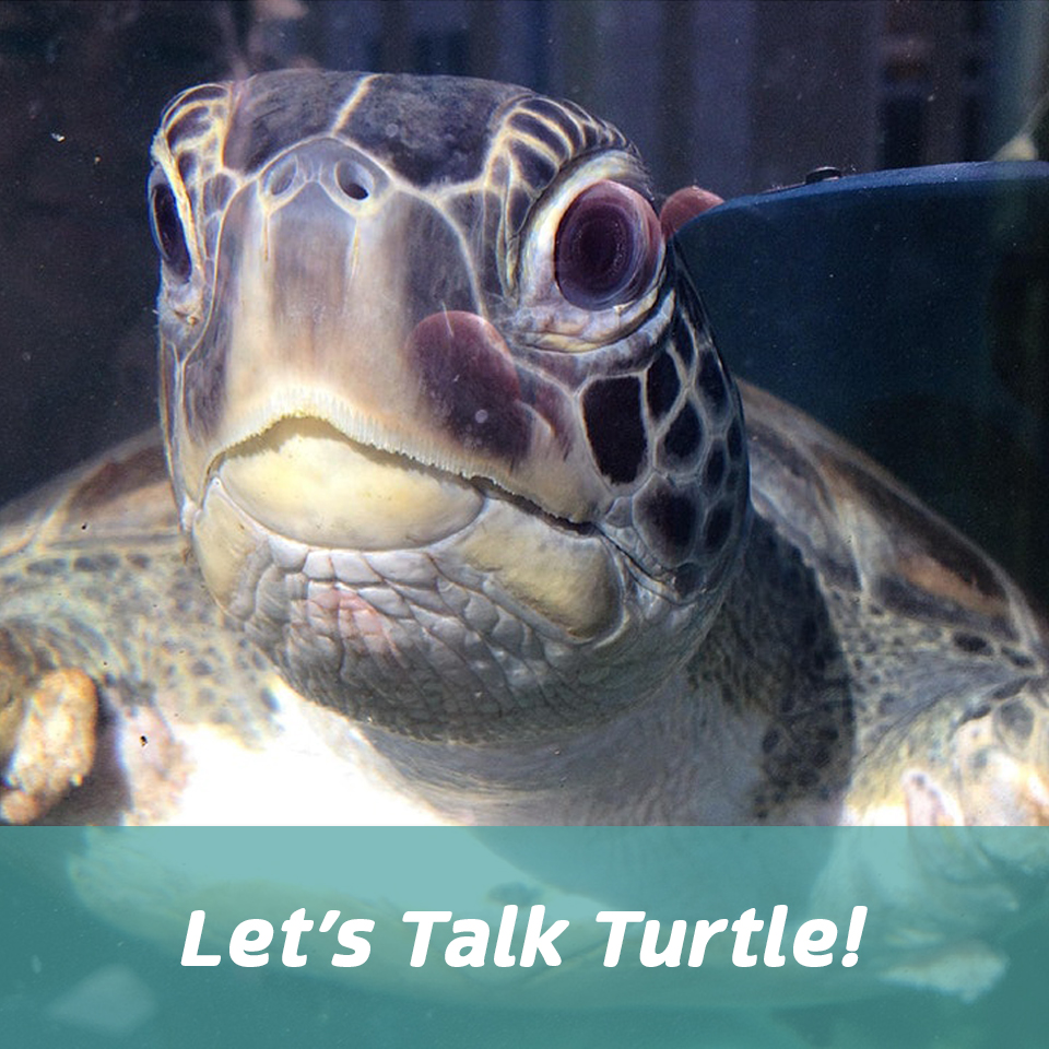 Graphic for Let's Talk Turtle Event