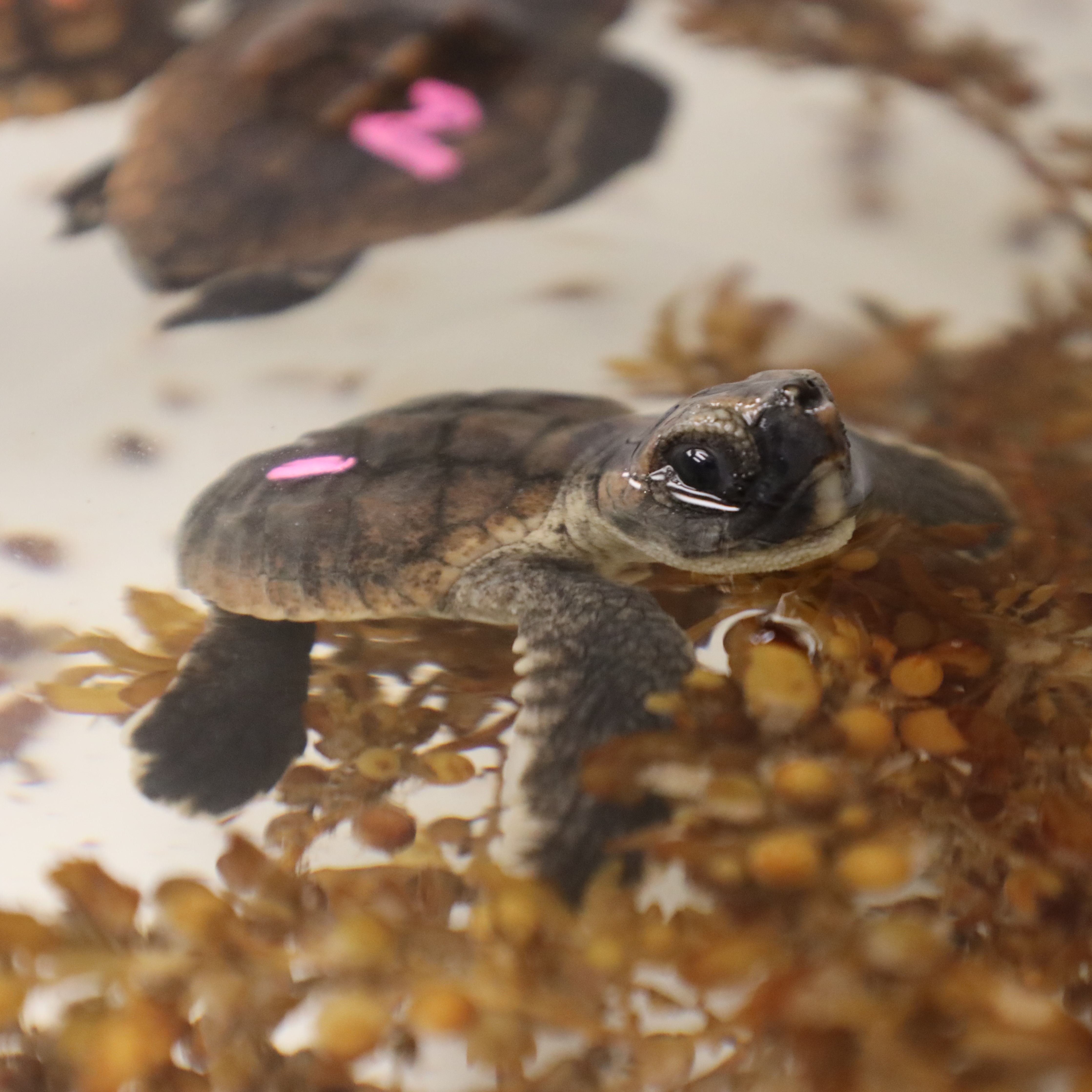 Loggerhead post-hatchling washback turtle