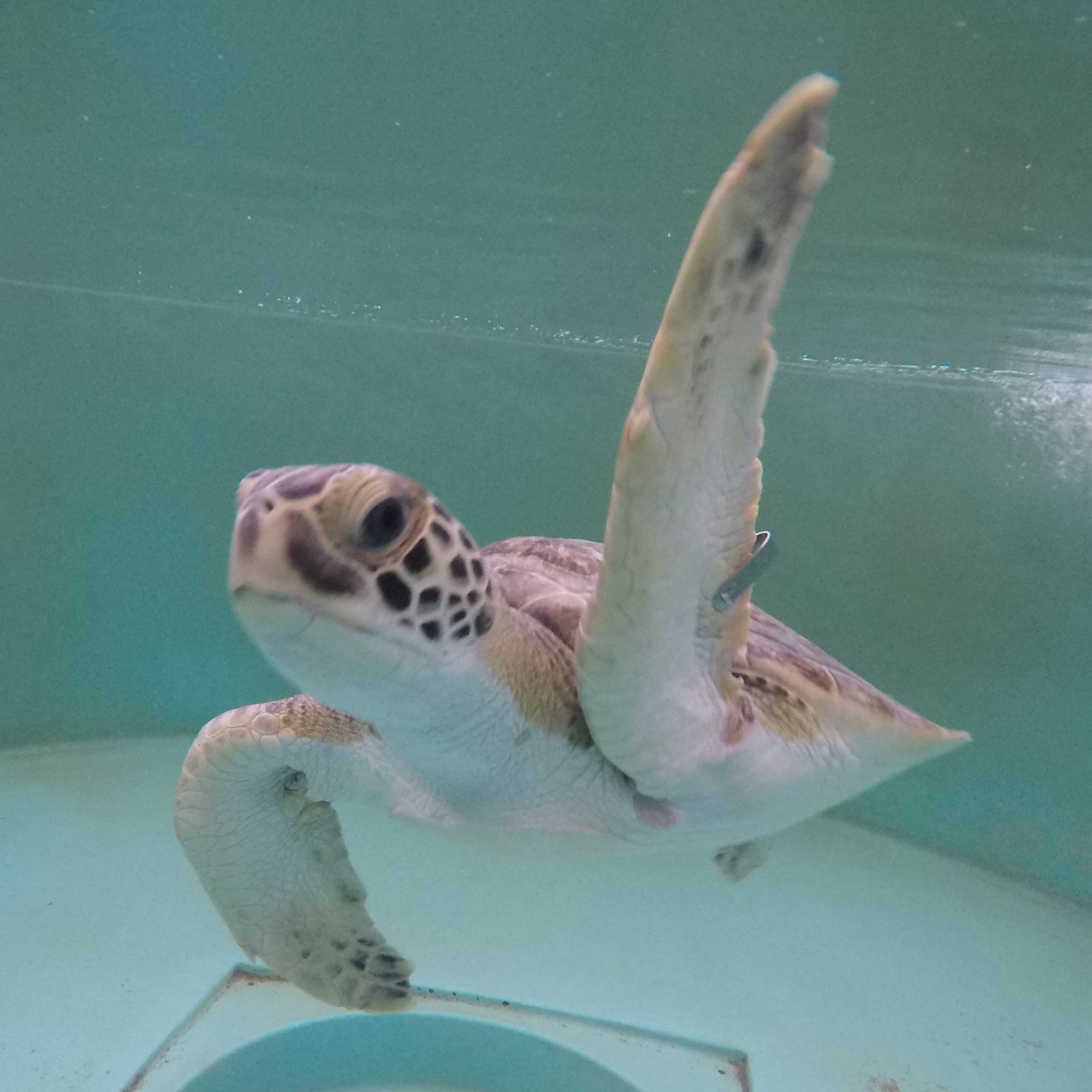 Sea Turtle Mantis Released July 16 at Wilbur-by-the-Sea in Volusia County
