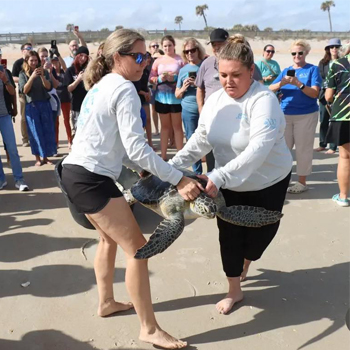 Sea Turtle Hospital Patient Maui Released