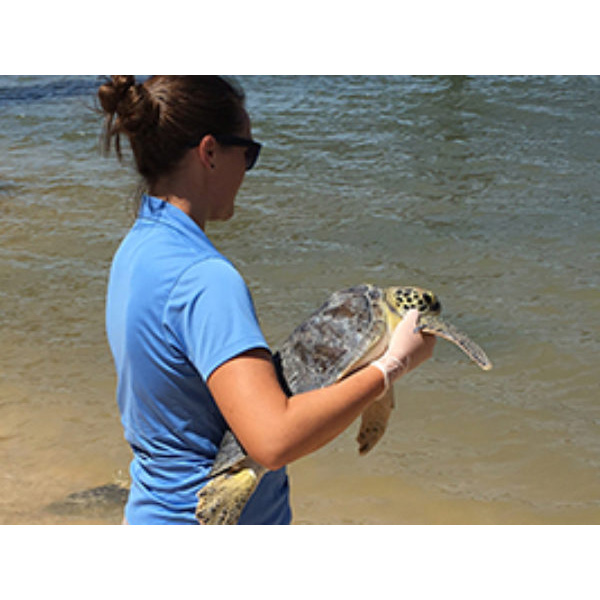 Sea Turtle Hospital at Whitney Lab Releases Mudpie on July 13, 2016 