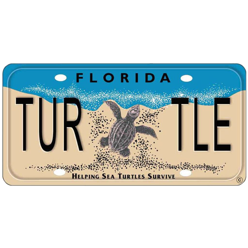 Sea Turtle Hospital at Whitney Laboratory Awarded Grant from the Florida Sea Turtle Grants Program
