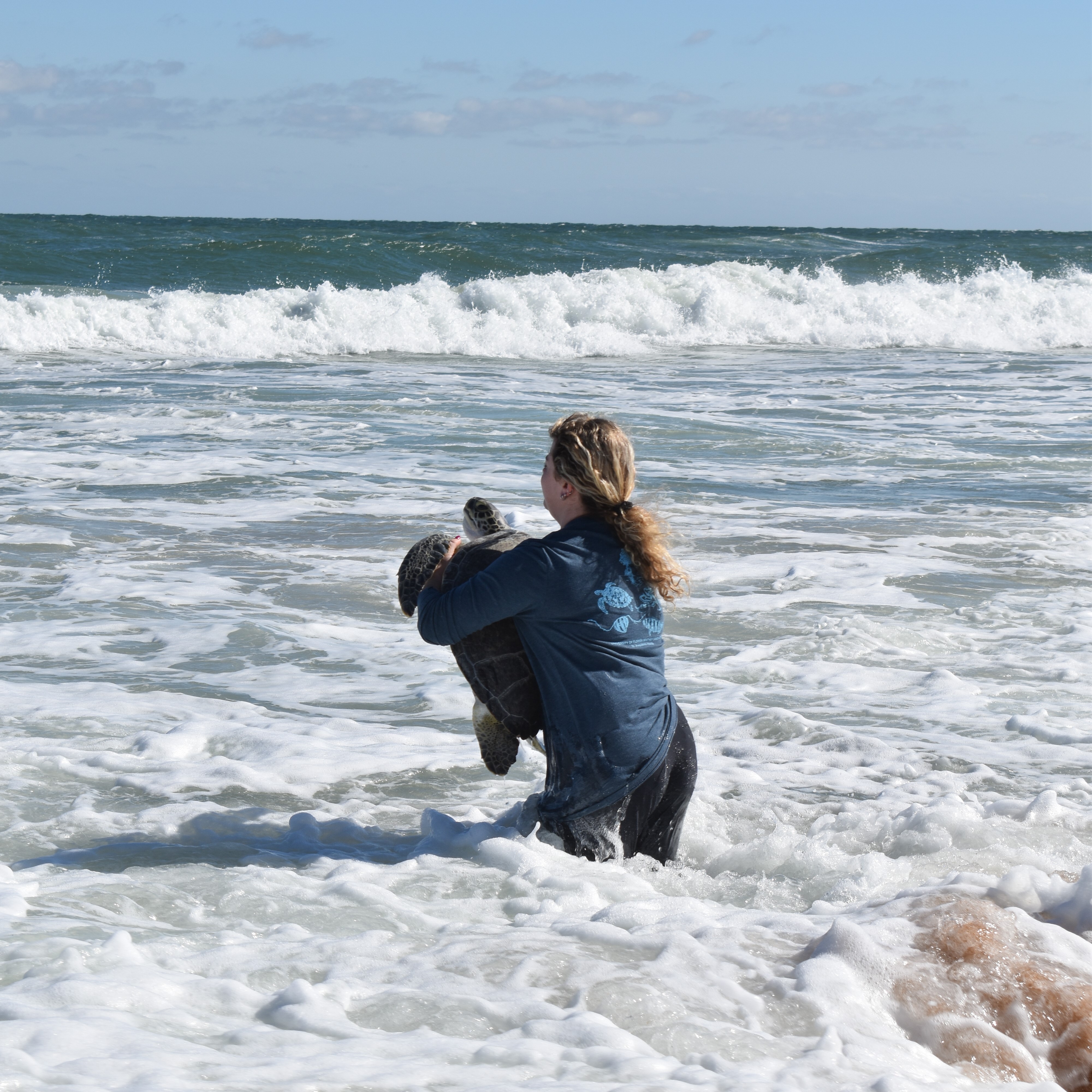 Woman releasing sea turtle into ocean