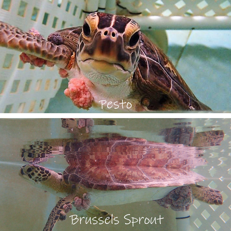 Sea Turtle Hospital patients Pesto and Brussels Sprout