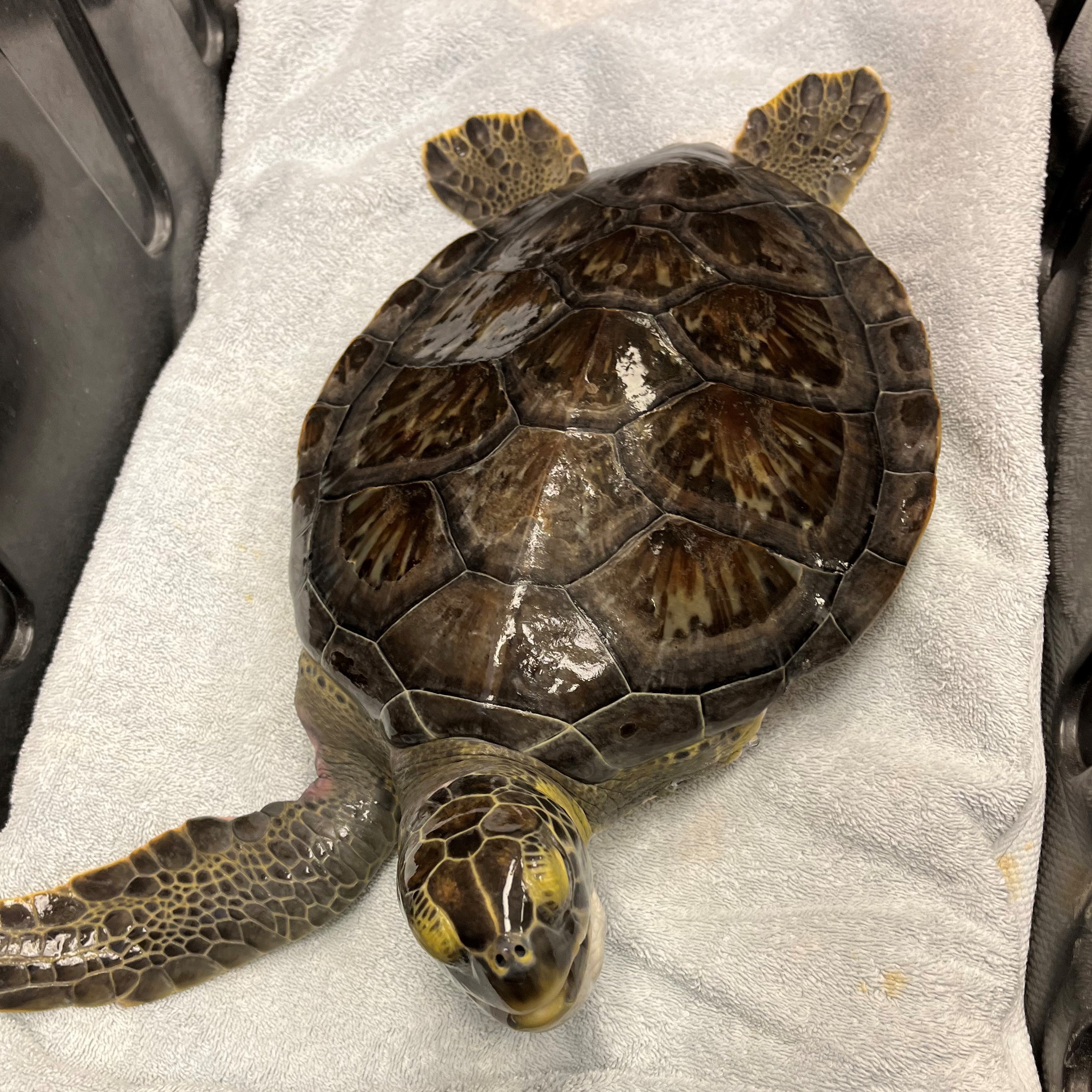 Sea Turtle Pesto prior to release