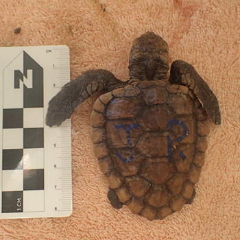 Post-hatchling with scale