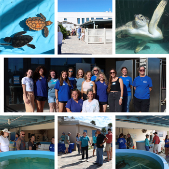 Turtles and people at open house