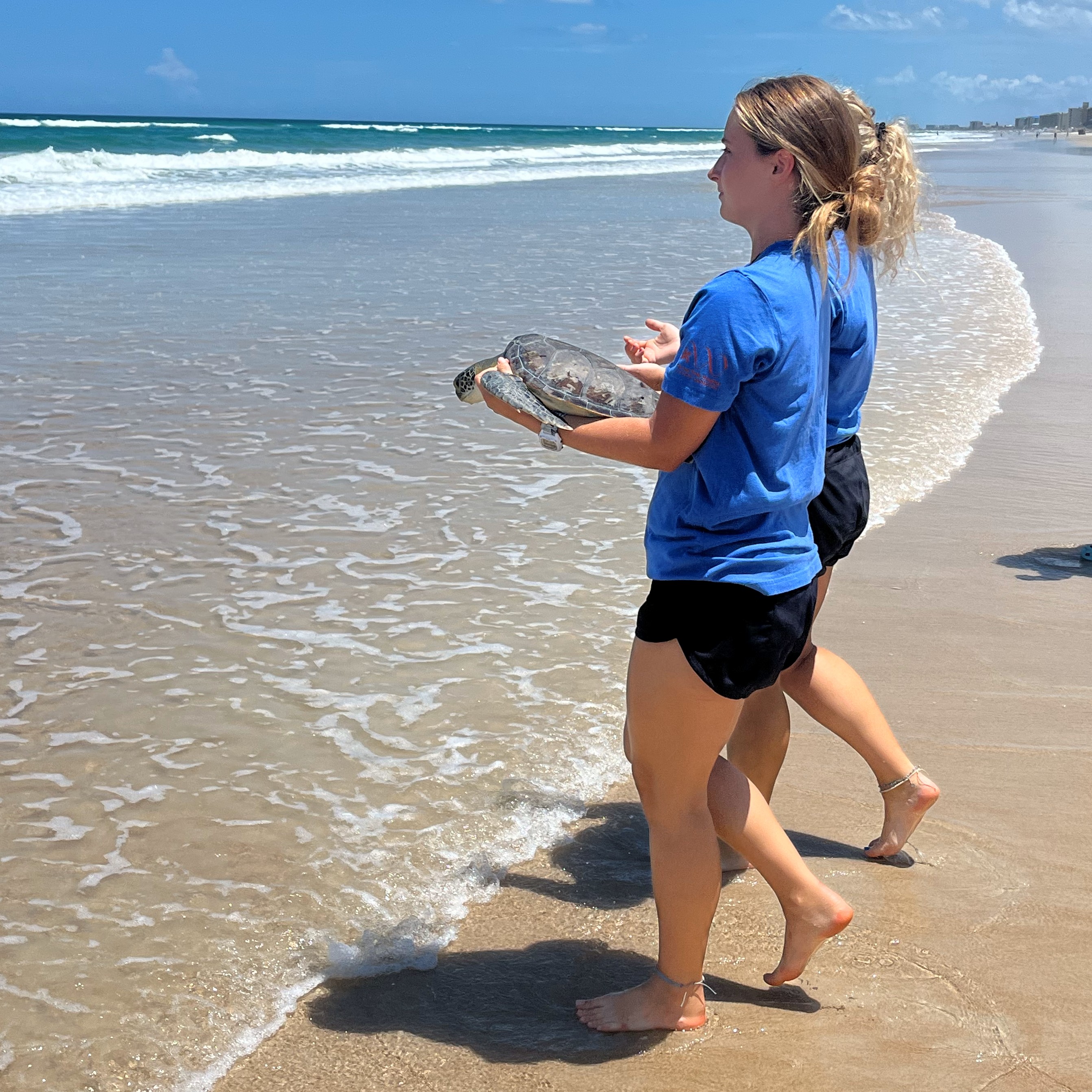 Women holding a sea turtle walking toward ocean to release
