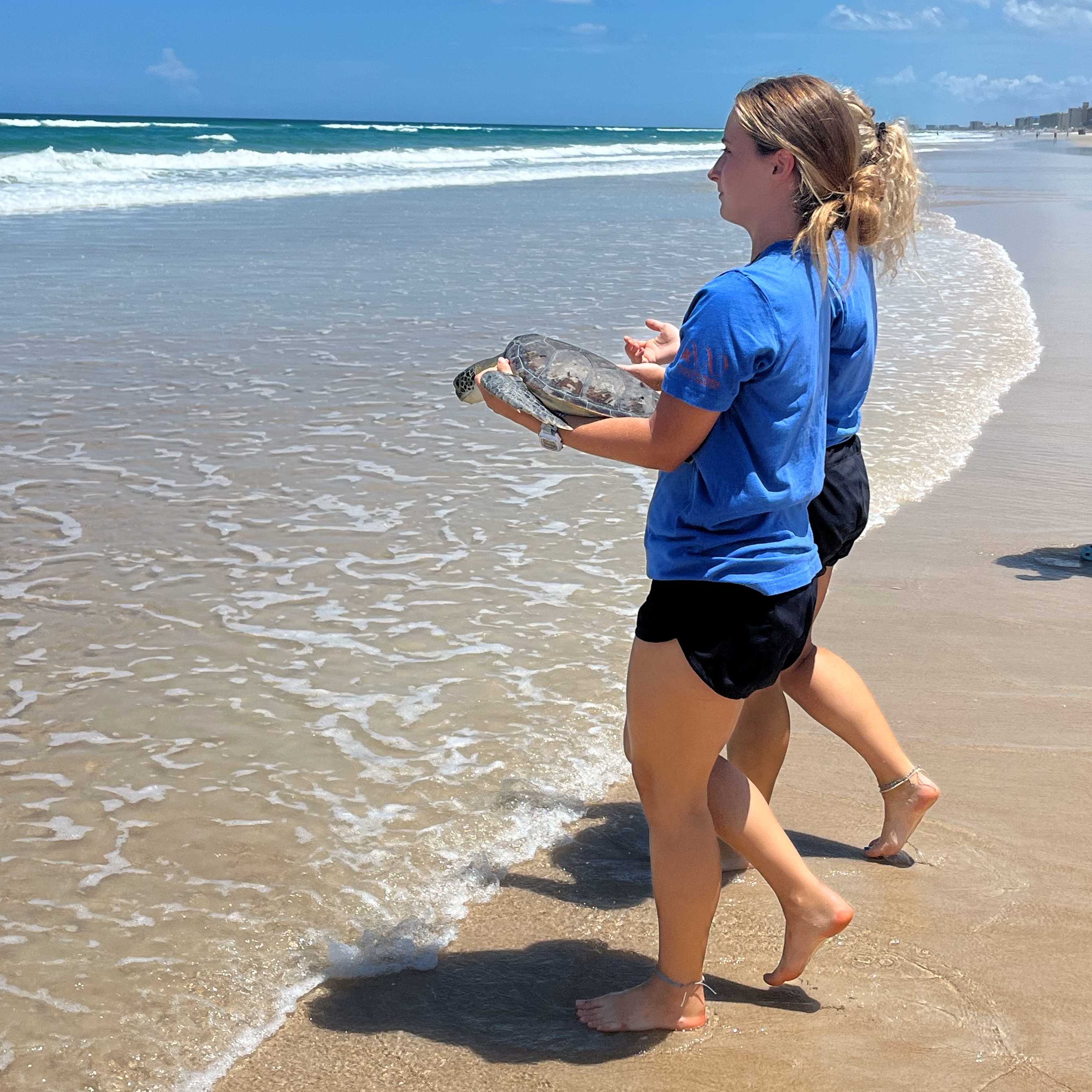 Sea Turtle Hospital News - Sea Turtle Colonel Released - Whitney