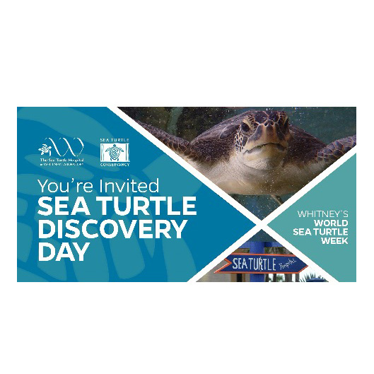 Sea Turtle Discovery Day on June 15