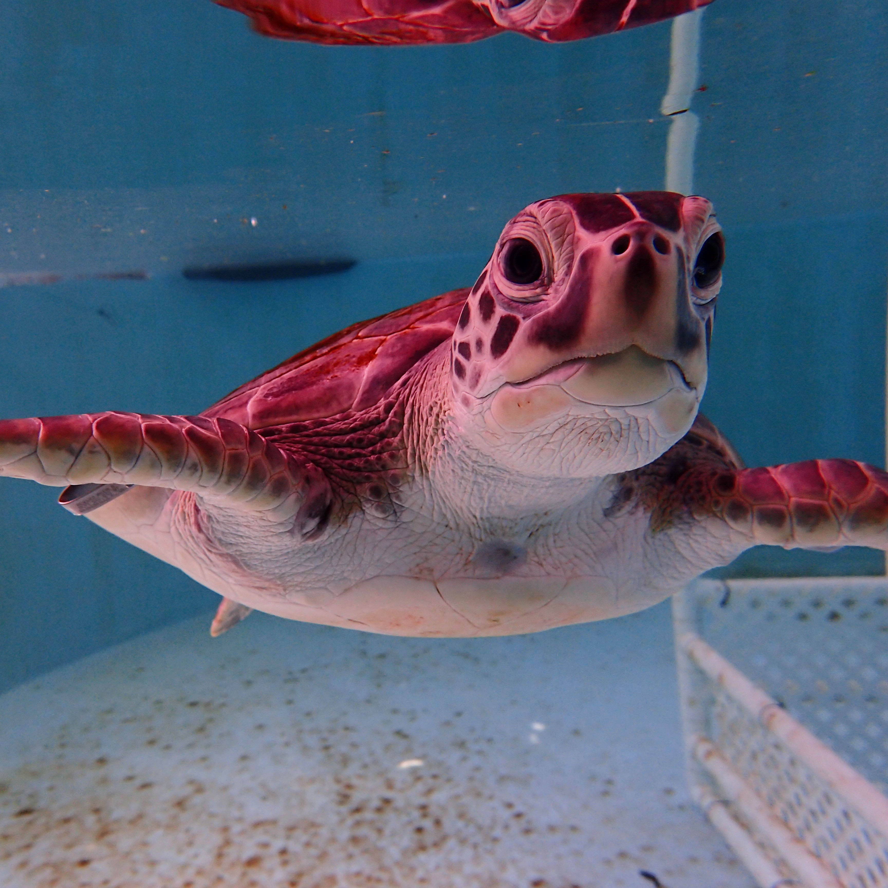 Sea Turtle Hospital patient Goya