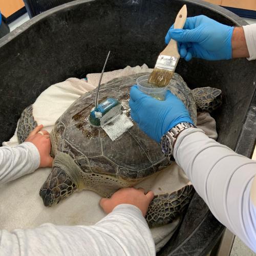 Sea Turtle Hospital patient Richard with Satellite Tracking