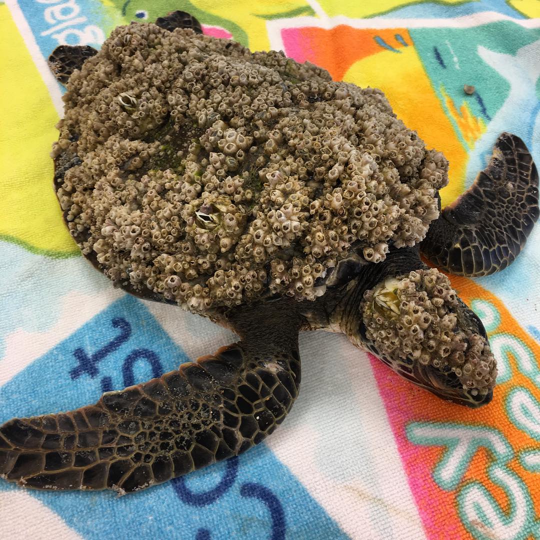 Sea Turtle with Barnacles