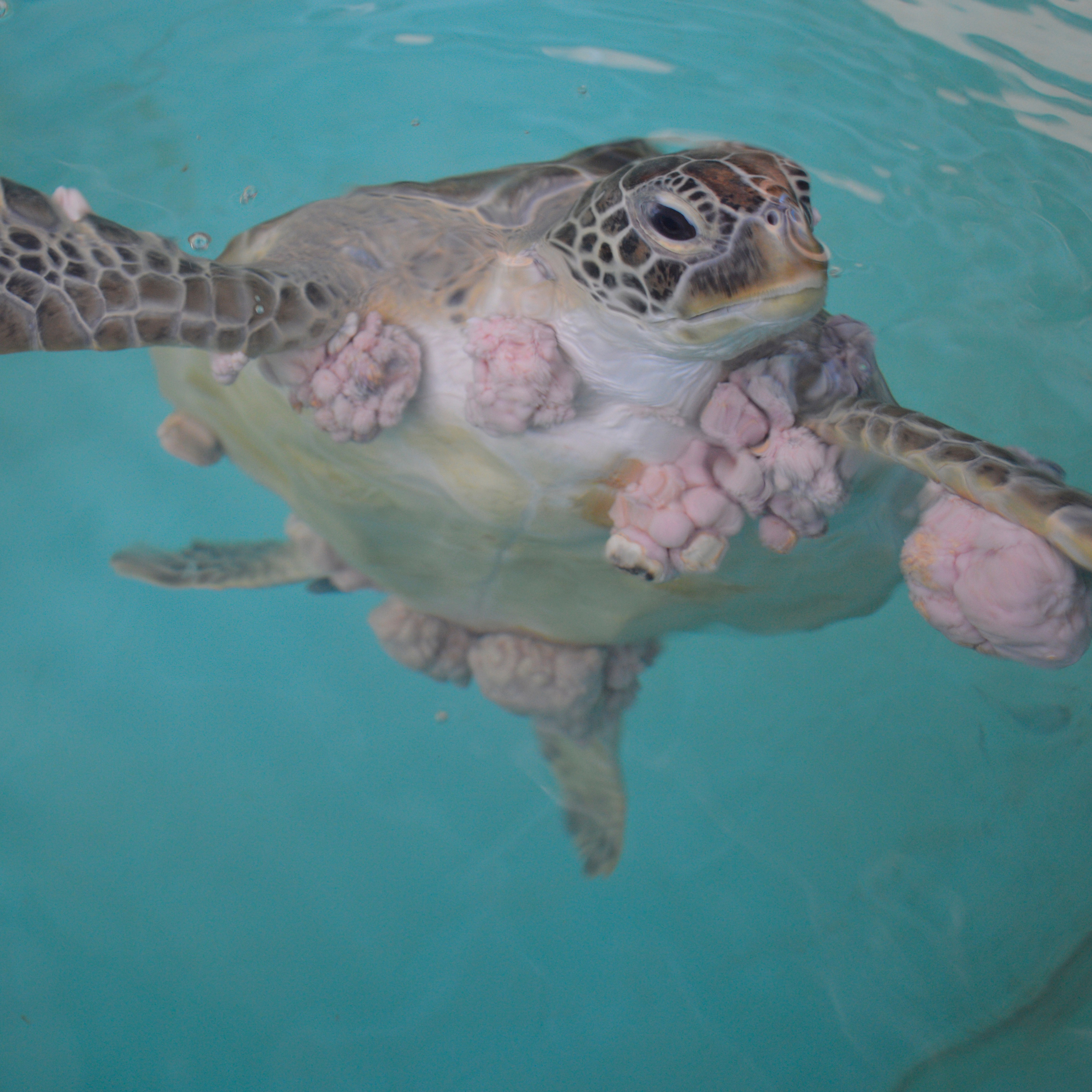 Recent Publication in Communications Biology Shares Sea Turtle Research by Dr. David Duffy and Dr. Mark Martindale 