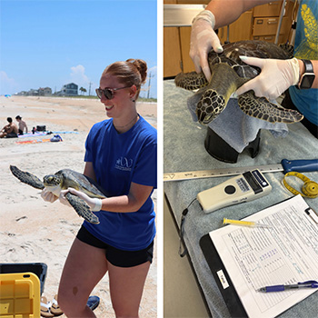 Sea Turtle Hospital Patients Tahiti and Skyros Released