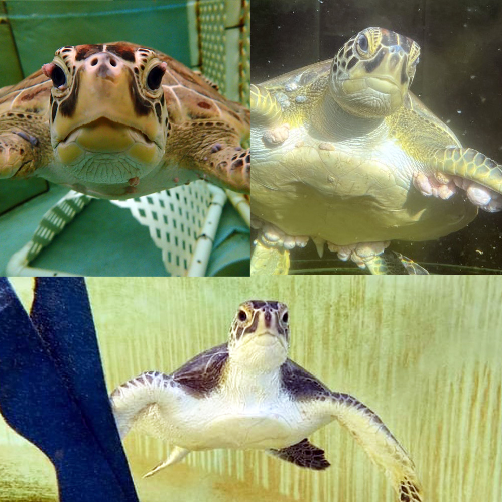 Three turtle patients from the Sea Turtle Hospital