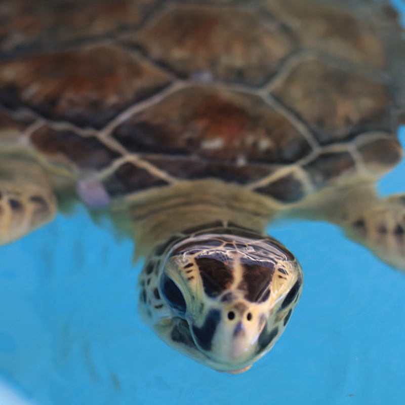 Whitney Laboratory Sea Turtle Research Published in Testudo