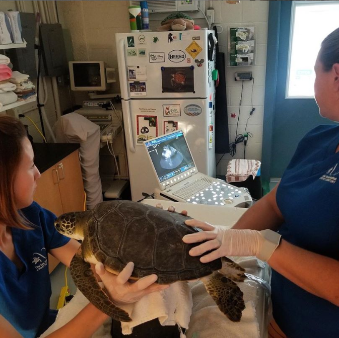 Turtle receiving an ultrasound at the Sea Turtle Hospital