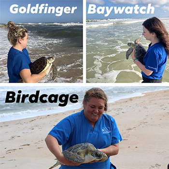 Sea Turtle Hospital Patient Releases