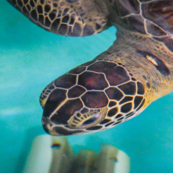 Turtle swimming in tank