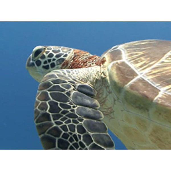 Video: The Sea Turtle Hospital at Whitney Lab’s Work & Research 