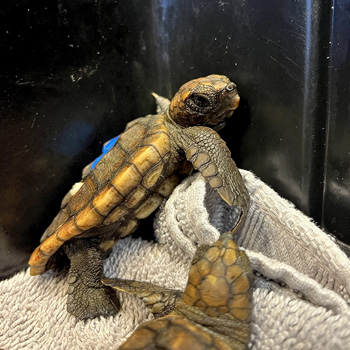 Support the Sea Turtle Hospital - Adopt a Washback Sea Turtle until October 31
