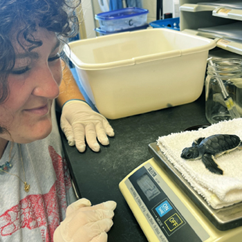 Woman weighing washback sea turtle