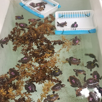 Washback turtles