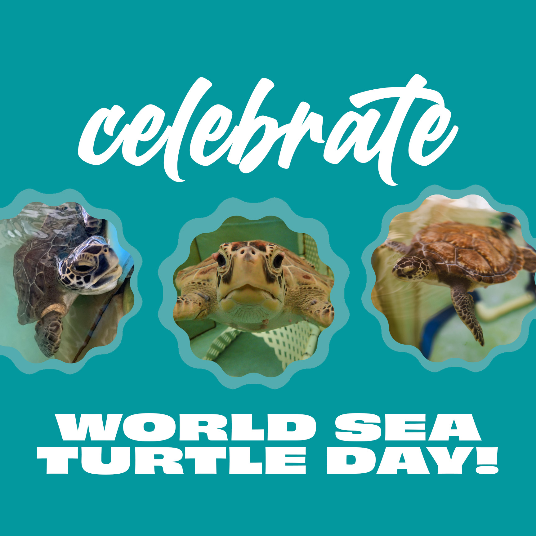 World Sea Turtle Day graphic