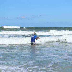 Sea Turtle Yardstick being released back to the ocean by Sea Turtle Hospital staff