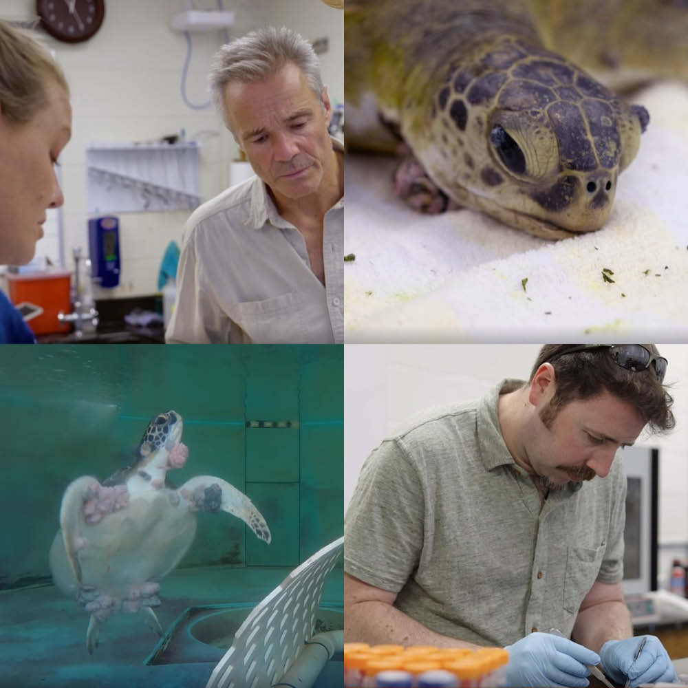 ZDF Sea Turtle Documentary Screenshots