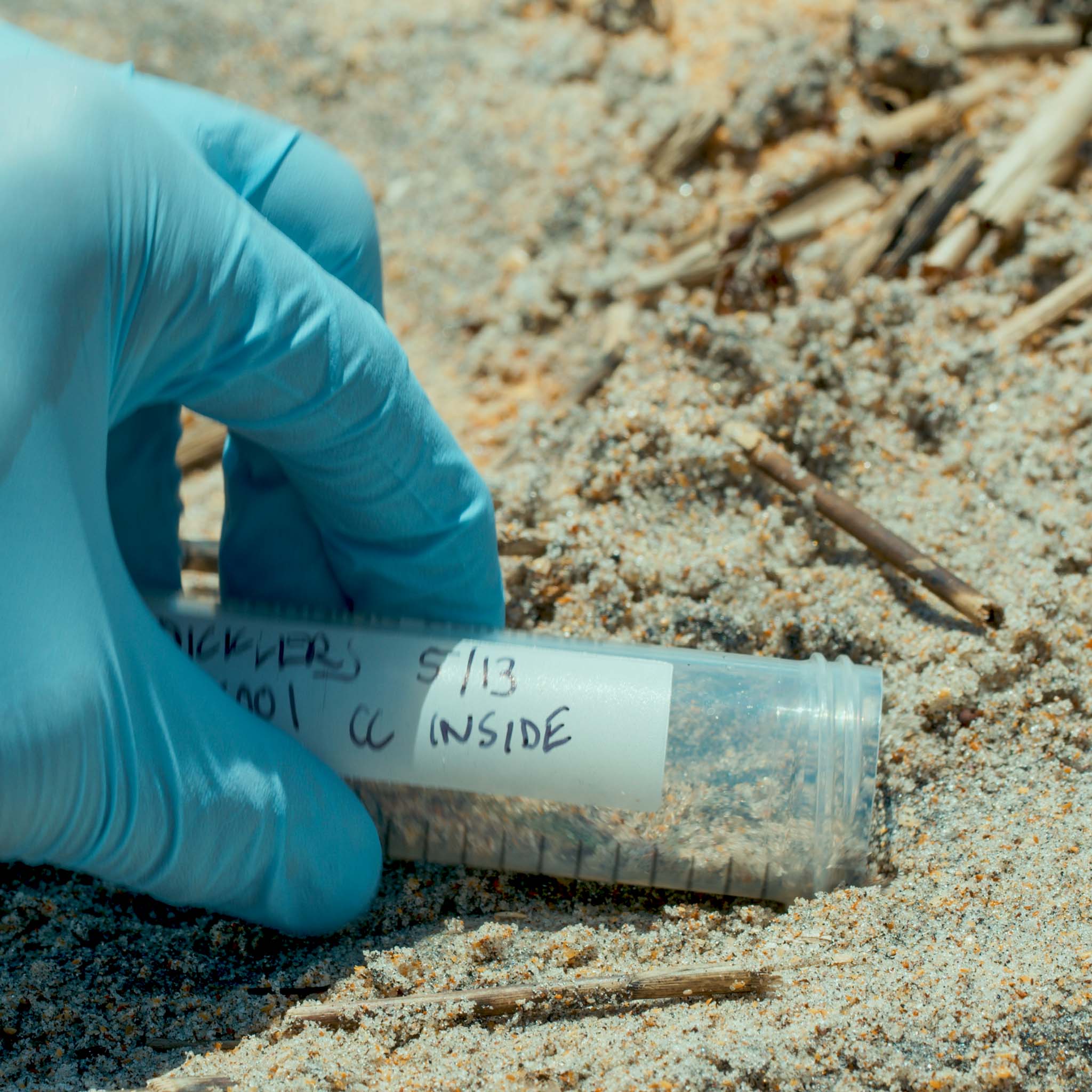 The research project is also the first to successfully collect animal eDNA from beach sand. Photo: UF/Dylan Taylor