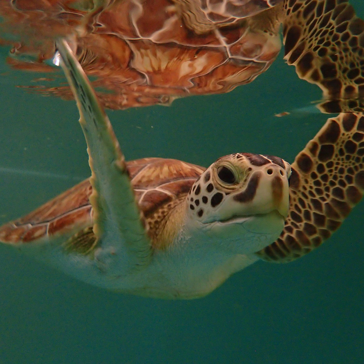 Evenings at Whitney on June 14:  Emerging Research and Conservation of Sea Turtles - in Honor of World Sea Turtle Day 