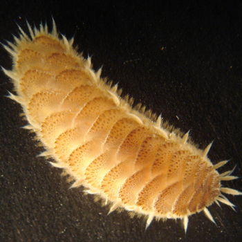 Scaleworm