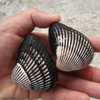 Seashells
