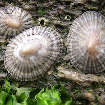 Limpet