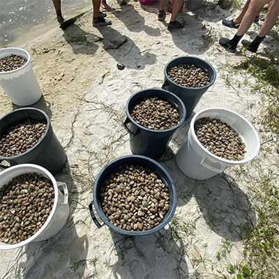 Osborne Lab Recent Clams Deployment at the Indian River Lagoon Covered by Florida Today