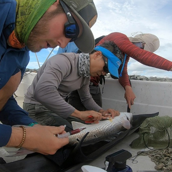 Tracking and monitoring of red drum fish movement