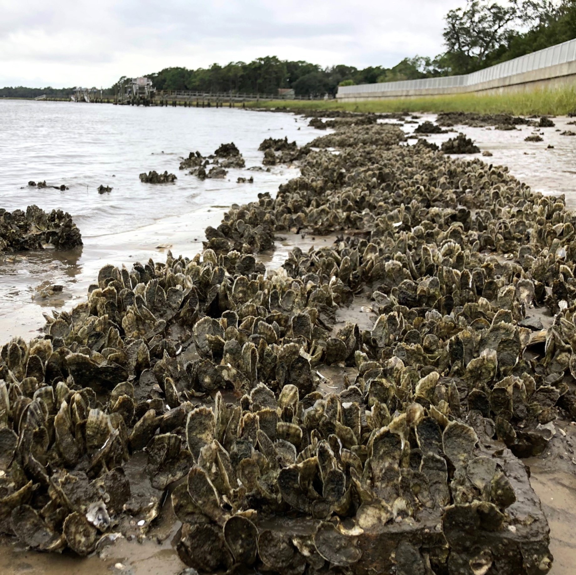 Restoring Local Oyster Reef Habitats
