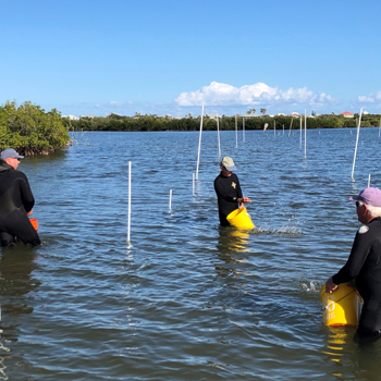 Outplanting clams in the Indian River Lagoon