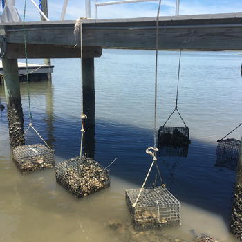 Oysters in cages hanging from dock