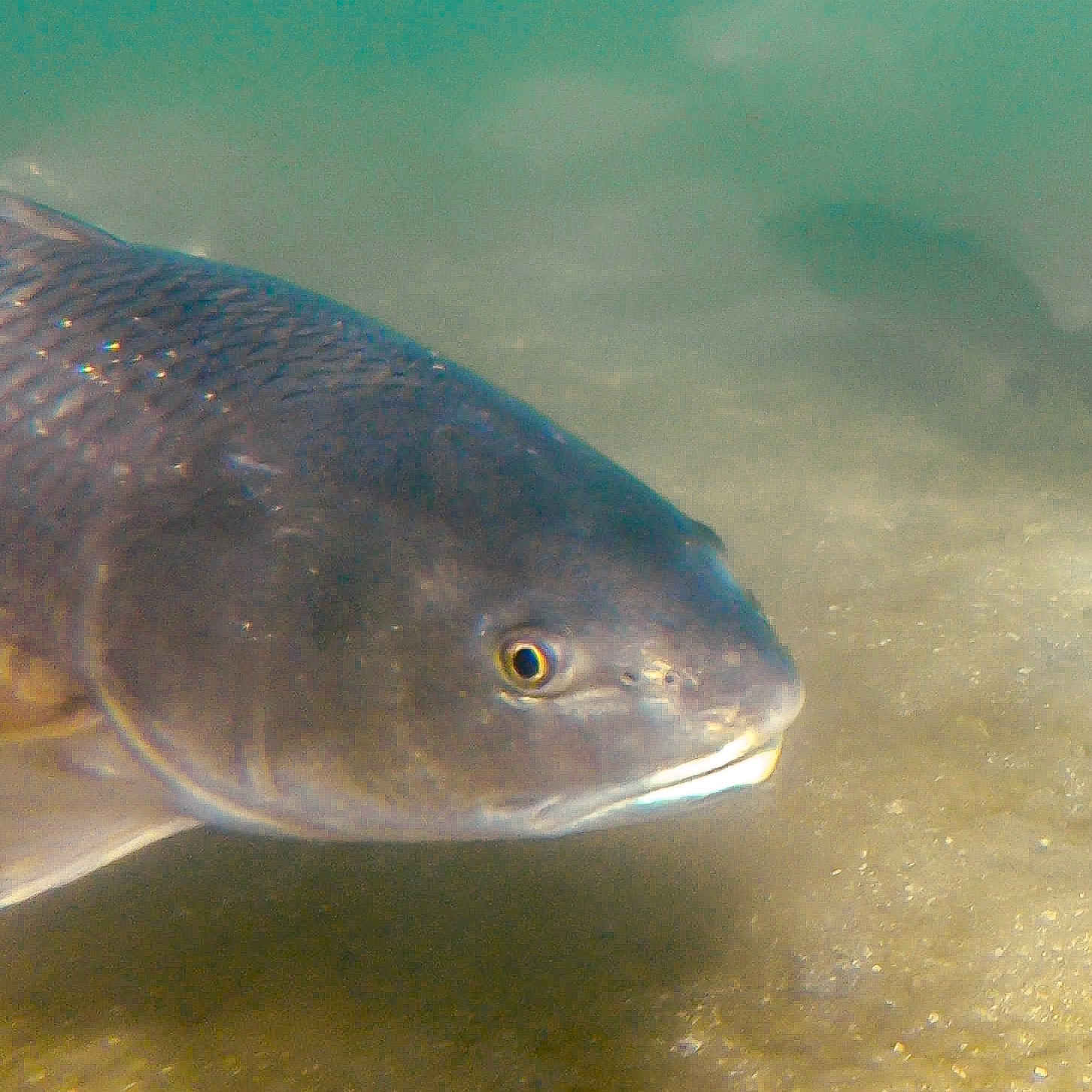 Sip 'N Science YouTube Link - Secrets of Local Fish Migration in Northeast Florida