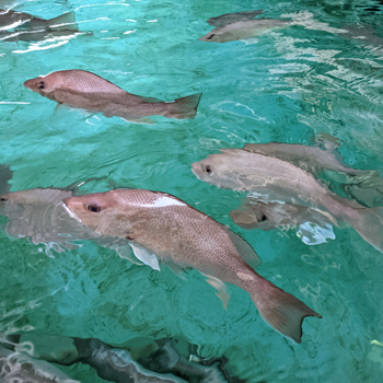 Snapper at Whitney Laboratory